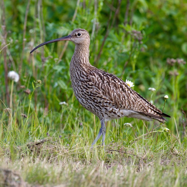 Image: Curlew Pic: Creative Commons/Andreas Trepte
