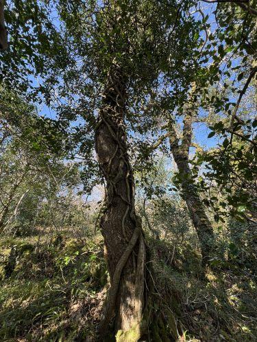 Brackloon Woods