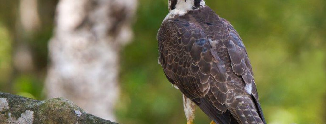 
  Five
  Great Birdwatching Spots Near Westport - Destination Westport